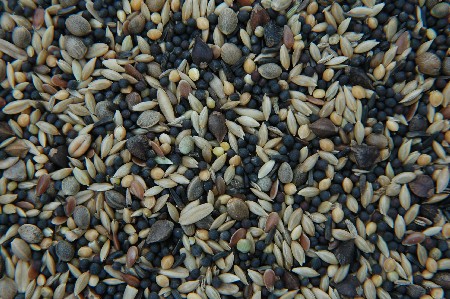Waldvogelfutter mit Rübsen